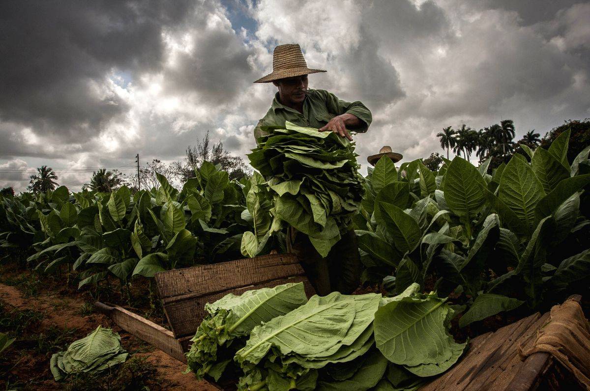 Tobacco leaves causing cancer, can also combat it: Study - Vimarsana News