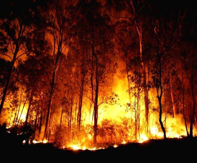 TN: Wildlife in danger due to frequent forest fires in Theni - Vimarsana News