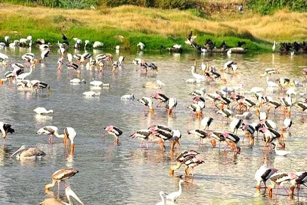 Sewage discharge, garbage dumping: Pallikarani wetland likely to lose Ramsar status - Vimarsana News