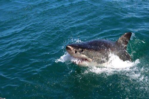 Search underway for body of Australian shark attack victim - Vimarsana News
