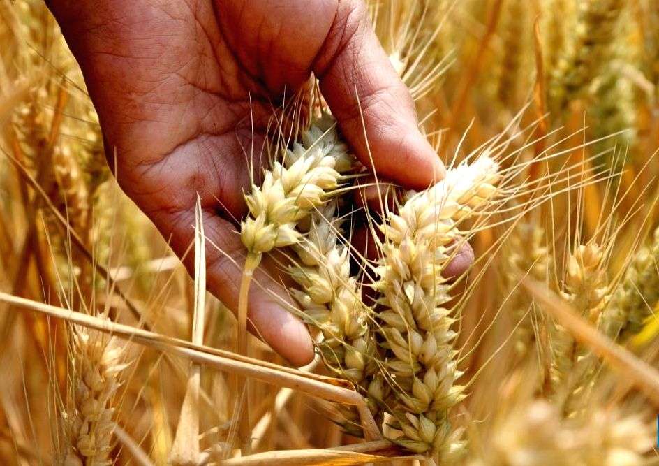 Wheat, rice procurement at comfortable levels, says Centre - Vimarsana News