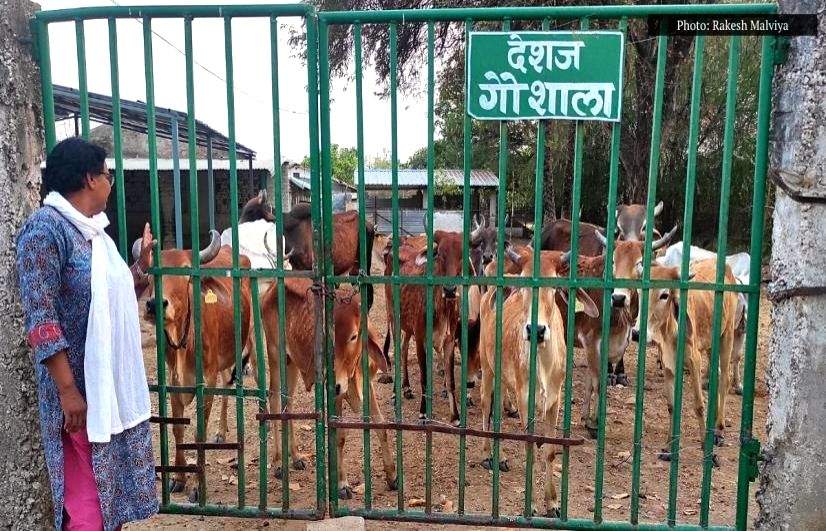 Shortage of cattle feed, skyrocketing straw prices leave Madhya Pradesh in throes of severe fodder crisis - Vimarsana News