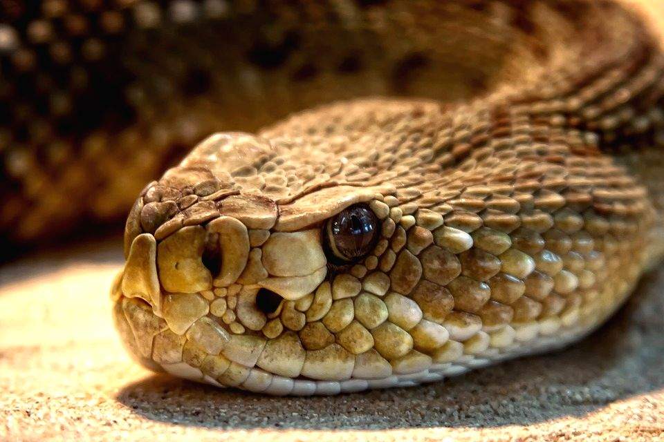 UP records 25 snake bite deaths in a fortnight - Vimarsana News