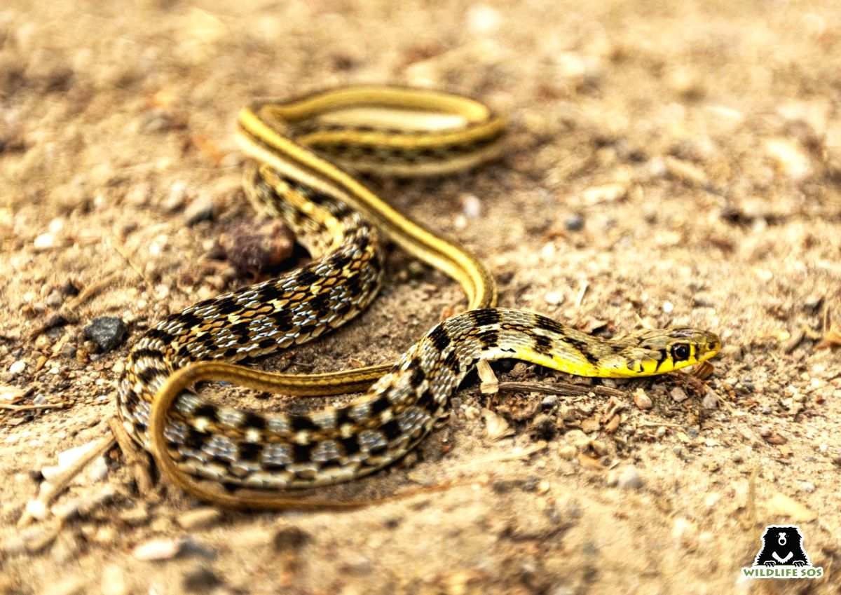 UP: Man bitten while shooting video with snake, dies - Vimarsana News