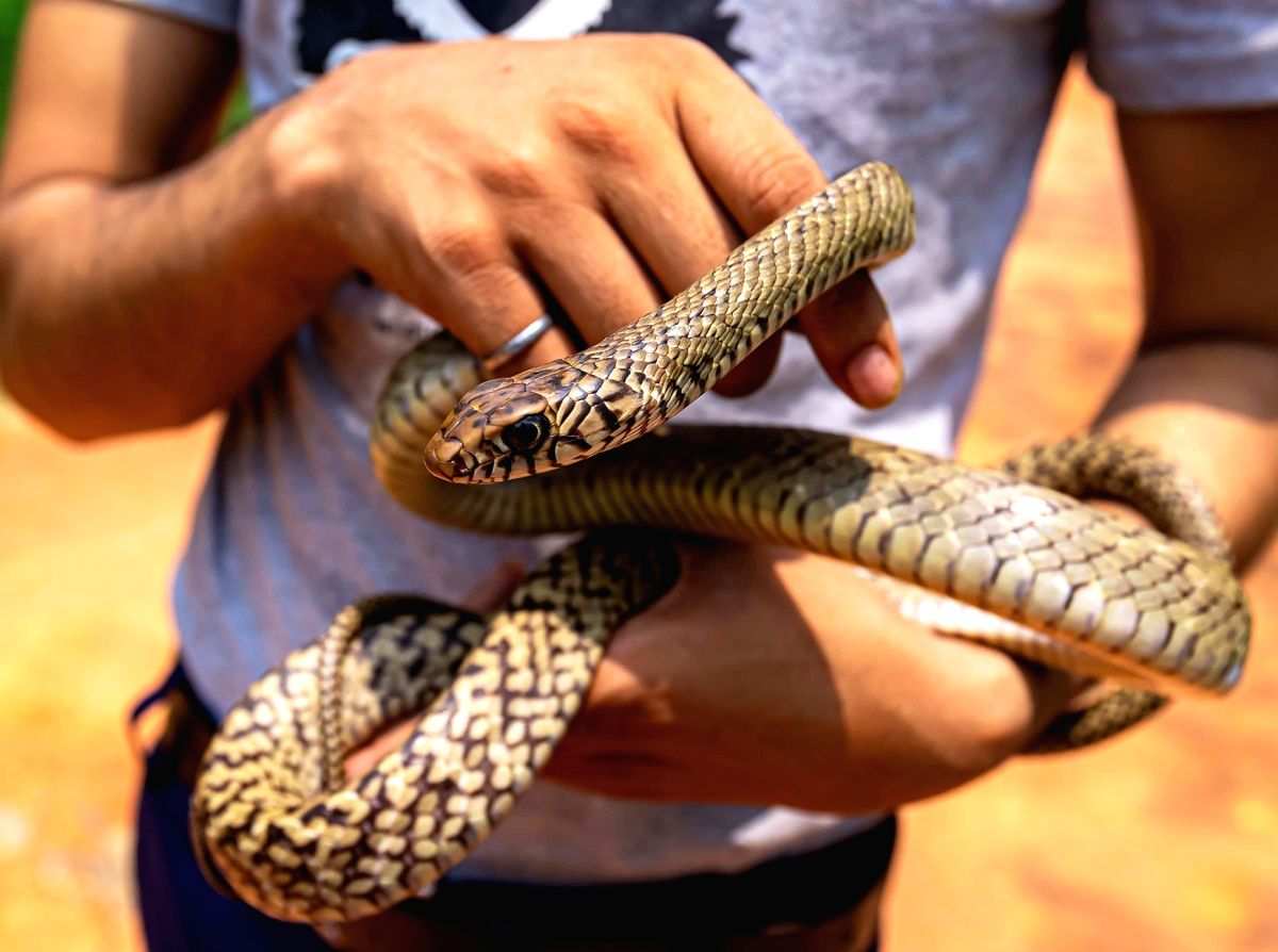 Five-foot long rat snake rescued in Delhi - Vimarsana News