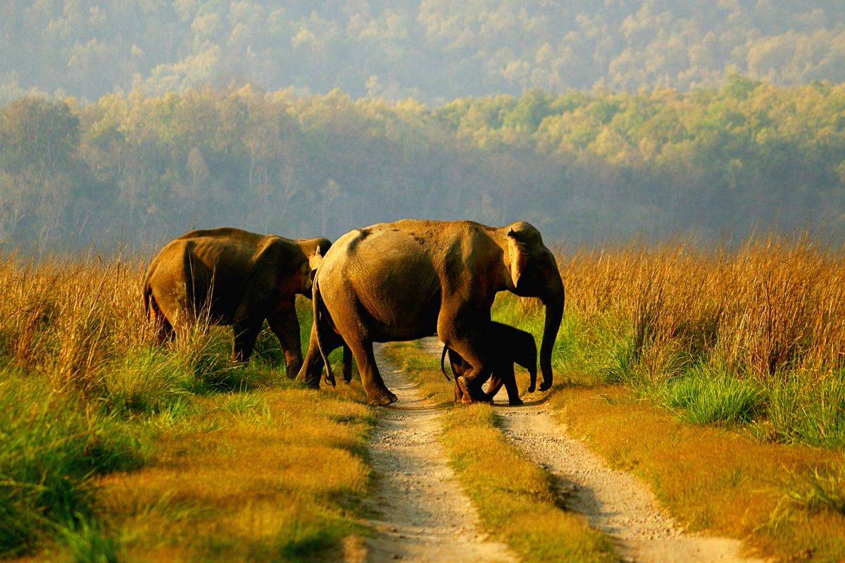 UP gets nod for its second Elephant Reserve - Vimarsana News