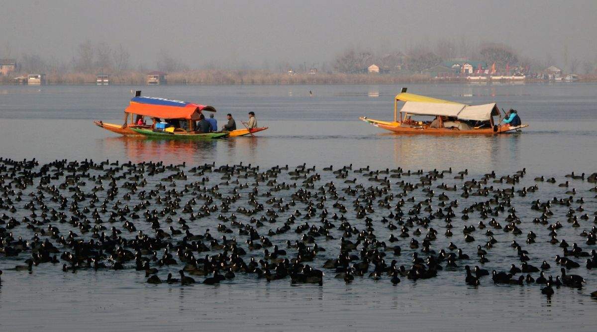 Avian visitors bid adieu to Kashmir - Vimarsana News
