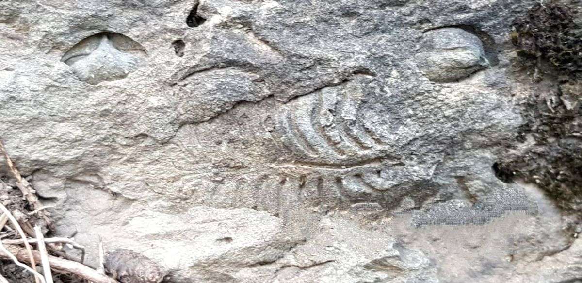2 Kashmiri teachers claim discovering gigantic fossil site - Vimarsana News