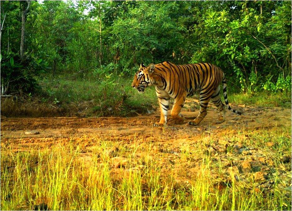 India sees drastic drop in wildlife crime incidents - Vimarsana News