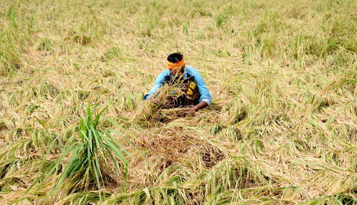 Steps taken for reduction in paddy straw generation yielding positive results - Vimarsana News