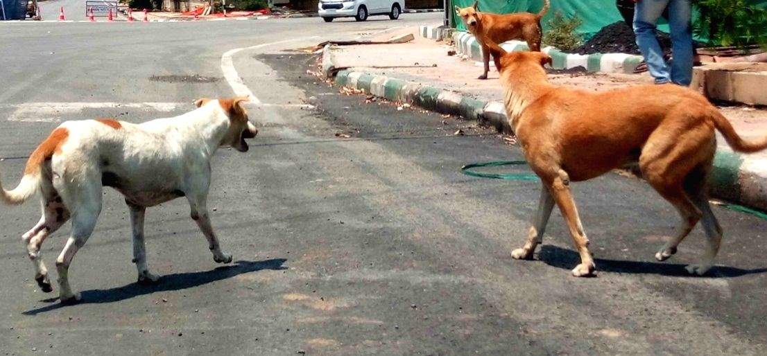 Angry over howling, 20 dogs poisoned to death in Punjab - Vimarsana News