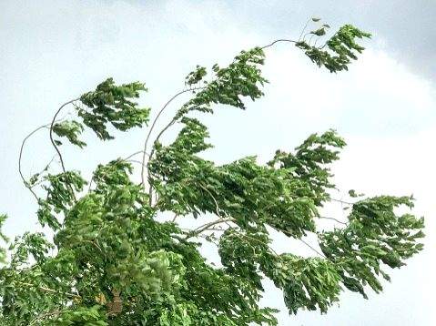 Strongest winds in 14 yrs batter Latvian capital - Vimarsana News