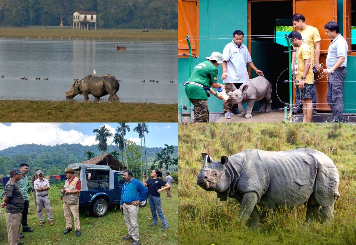 Illegal trade a big threat to one-horned rhino's survival: Experts - Vimarsana News