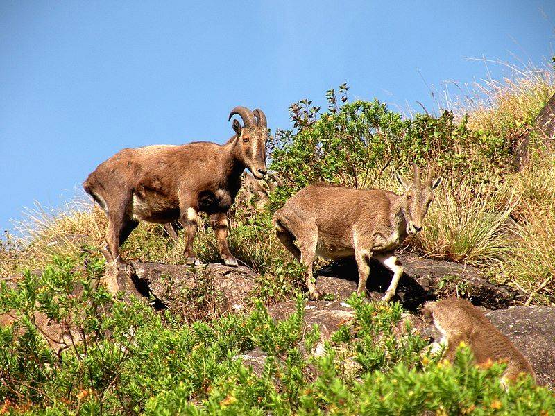 Synchronized survey of Nilgiris Tahr in Kerala, TN to begin soon - Vimarsana News