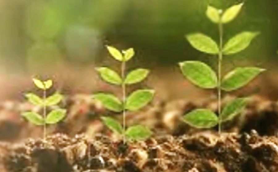 Citizen science project to monitor Australian plants after extreme weather events - Vimarsana News