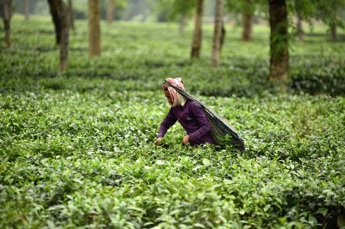 Abnormal surge in natural gas prices hurting tea sector, says association - Vimarsana News