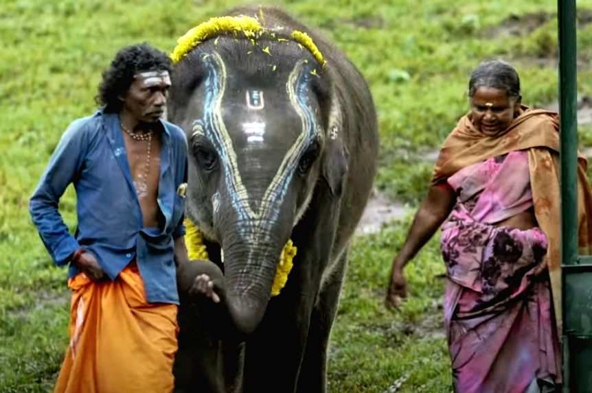 95th Oscar Nominations: India's 'The Elephant Whisperer' makes it to Documentary Short Film category - Vimarsana News