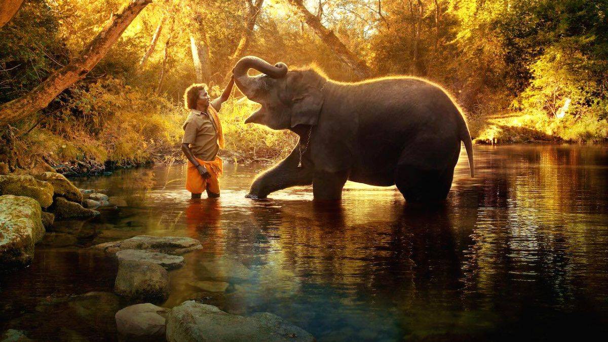 Tourists flock to TN elephant camp after 'The Elephant Whisperers' wins Oscar - Vimarsana News