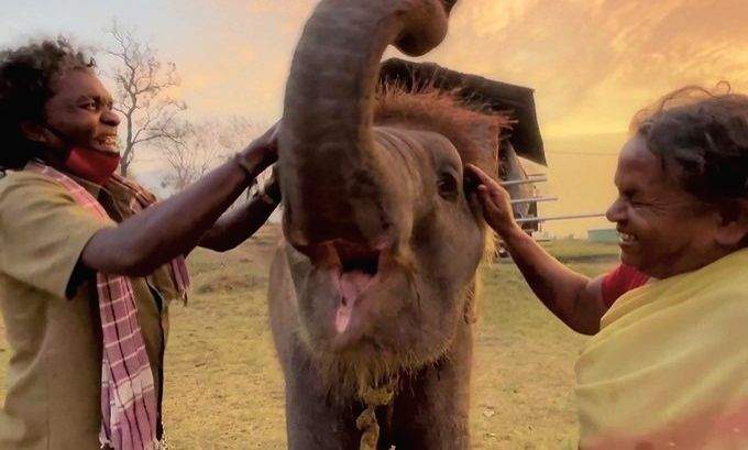 Madras HC had intervened to relocate Ammu of 'The Elephant Whisperers' - Vimarsana News