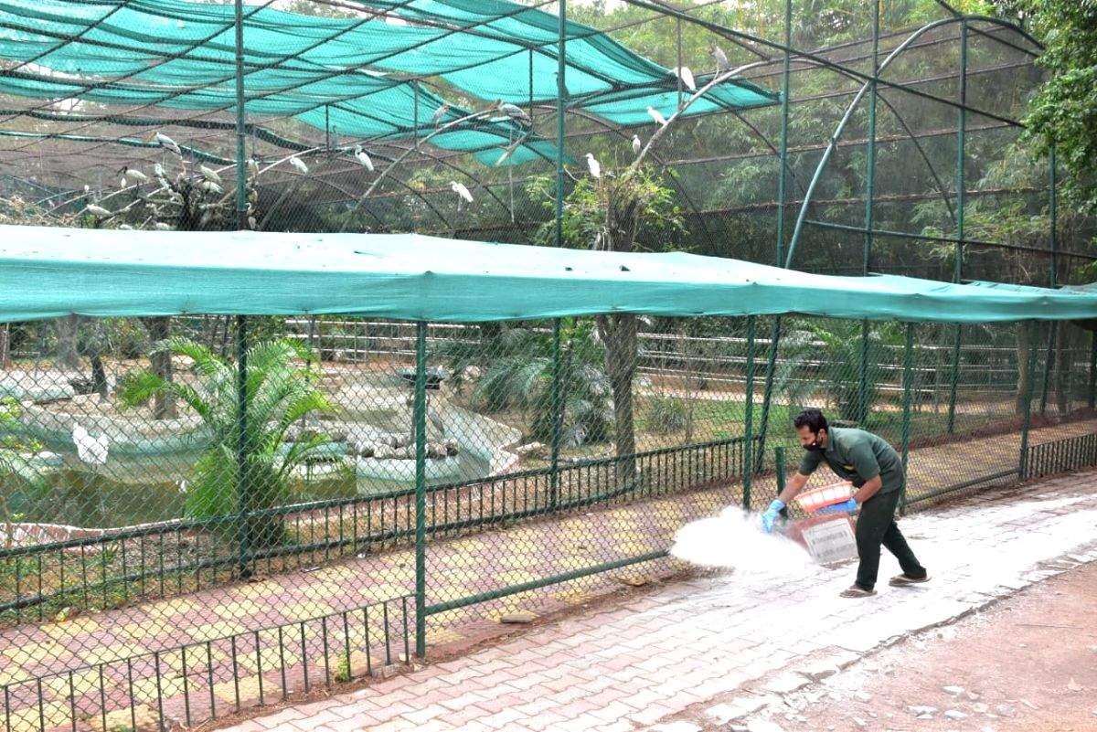 Eight Asiatic lions at Hyderabad Zoo test positive for Covid - Vimarsana News