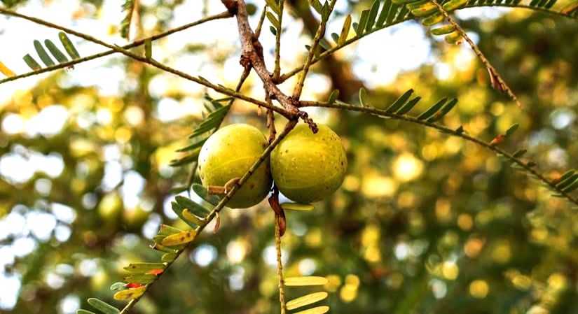 The role of Ayurvedic herbs in the regulation of blood sugar for Diabetes - Vimarsana News