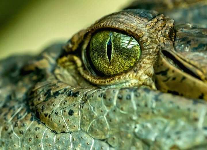 Roaming crocodile creates panic in UP's Firozabad, rescued - Vimarsana News