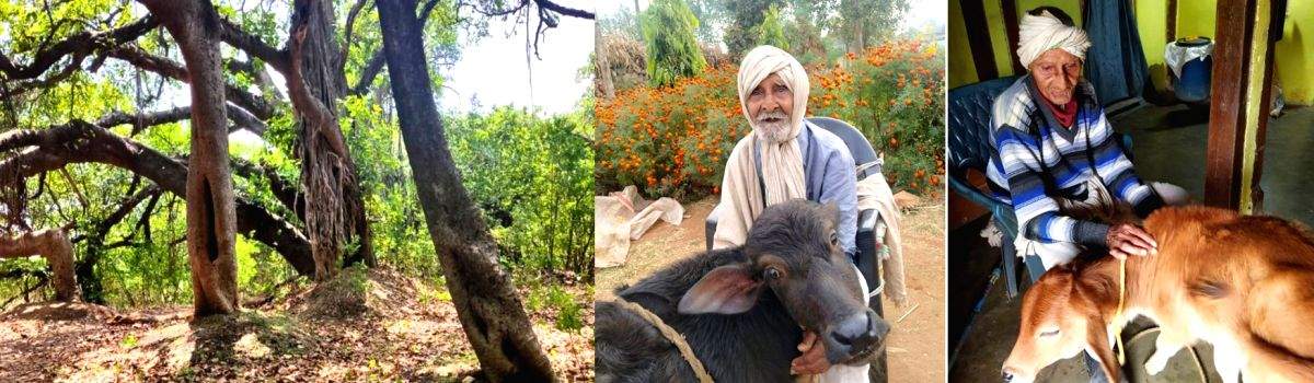 The tree that never dies losing out in race for survival - Vimarsana News