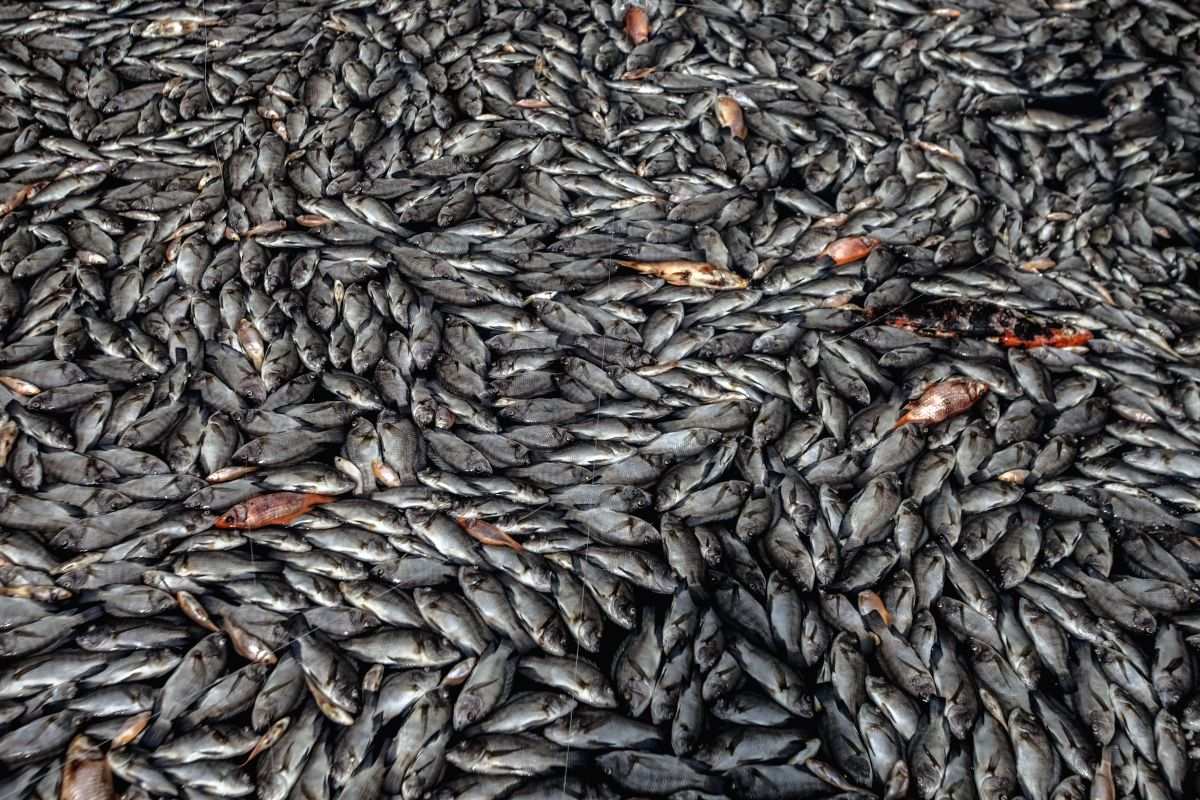 Thousands of dead fish wash ashore in Texas - Vimarsana News