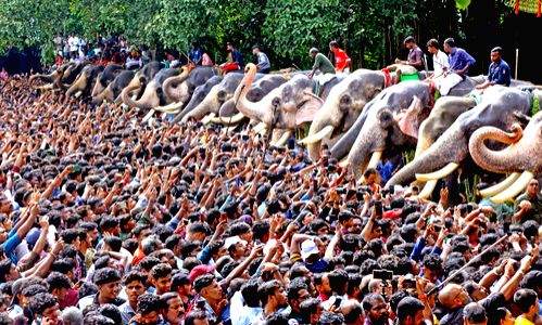 Animal Rights organisations ask Kerala Govt to probe increasing deaths of captive elephants - Vimarsana News