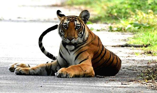 Environmentalists urge parties to take up human-animal conflict as poll issue - Vimarsana News