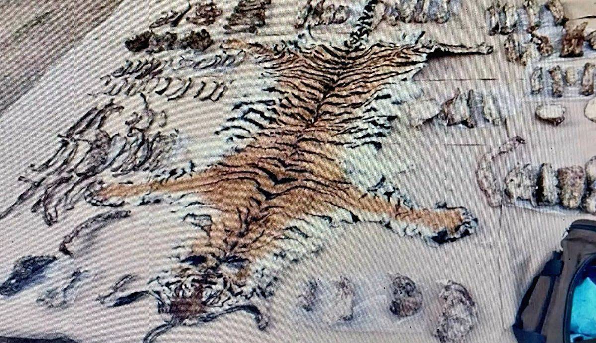Gang of tiger poachers from Haryana nabbed in Maharashtra - Vimarsana News