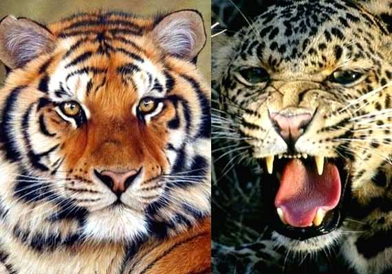 Tigers & leopards behind most of 105 deaths caused by wild animals in Maha - Vimarsana News