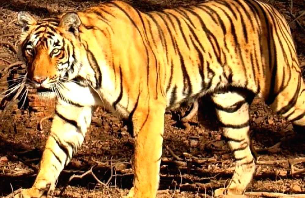 Tigress that killed boy in UP village, tranquillised & captured - Vimarsana News