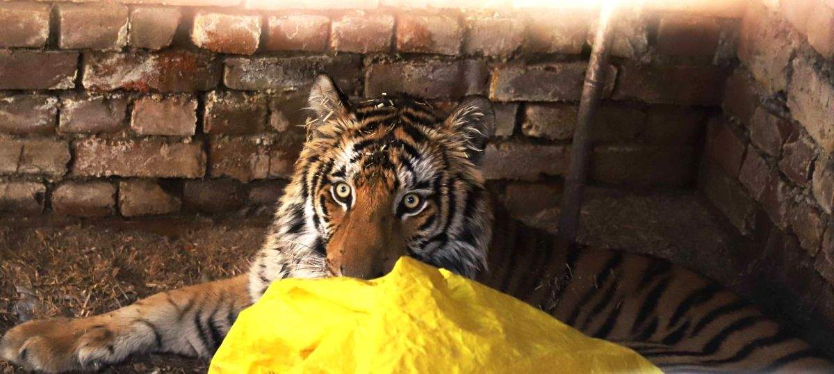 Tigress tranquilised, captured in Pilibhit reserve - Vimarsana News