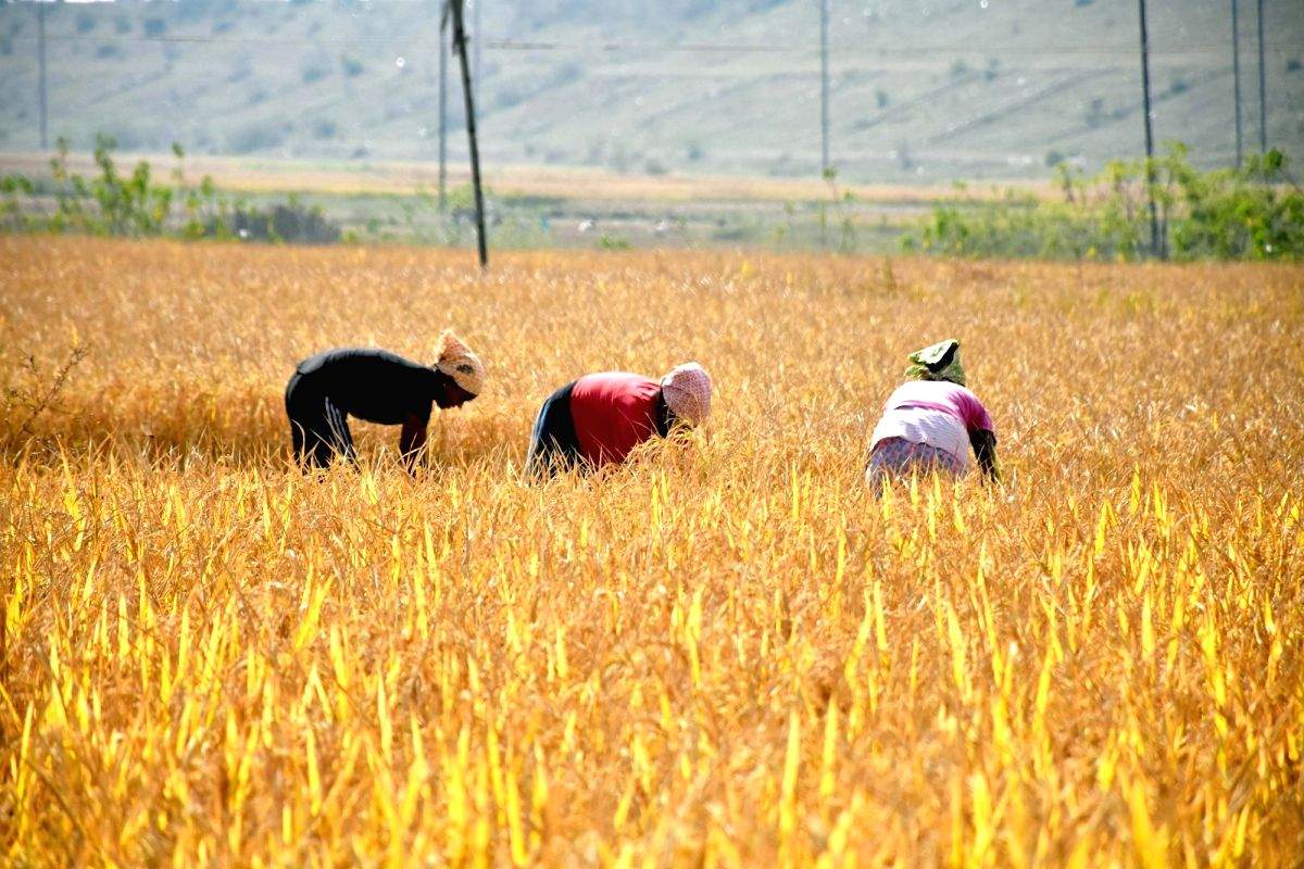 Paddy procurement crosses 700 LMT mark, Rs 1,45,845 crore MSP paid to farmers - Vimarsana News