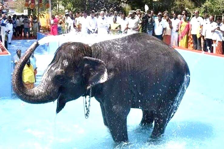 TN authorities construct bathing pool worth Rs 50L for temple elephant - Vimarsana News