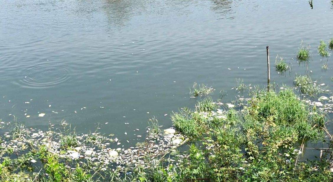 TN govt dept initiates cleaning drive of temple tanks - Vimarsana News