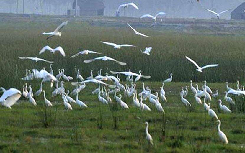 TN to establish Ornithological Conservation Centre - Vimarsana News