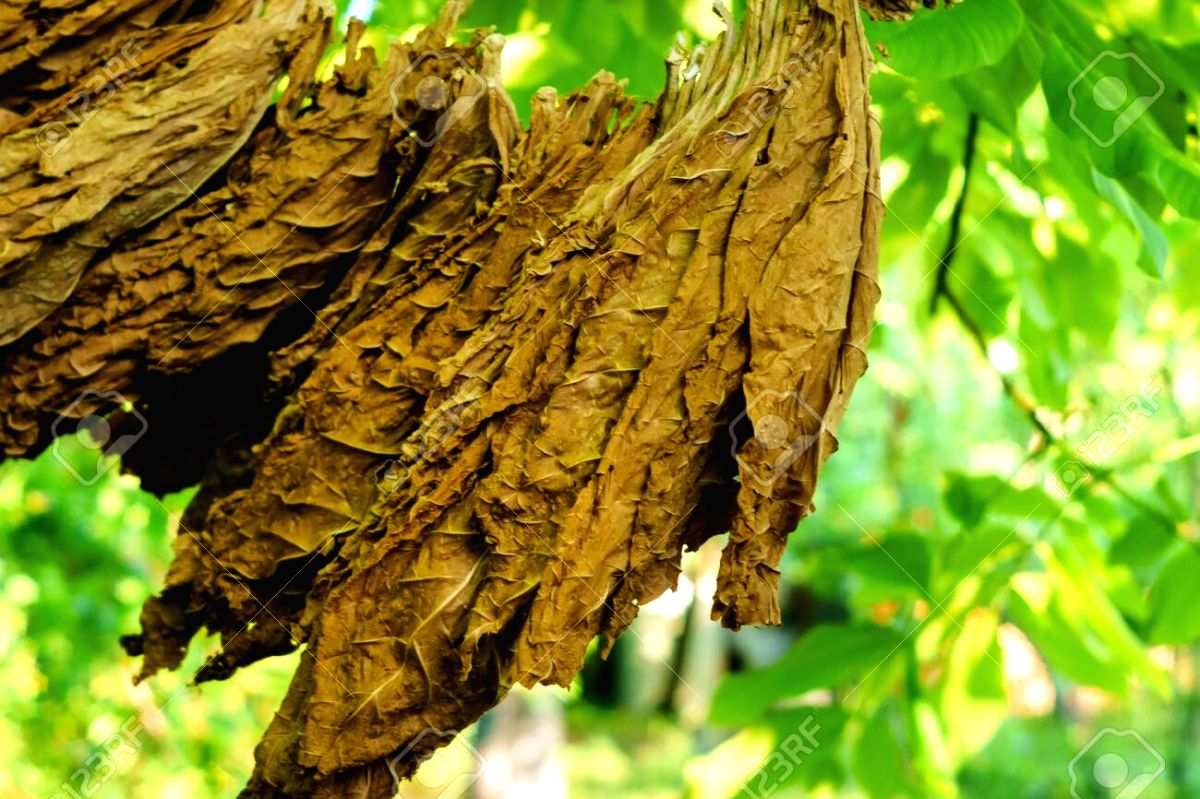 'Too early to say', Docs on tobacco leaf derivative shown to treat cancer - Vimarsana News