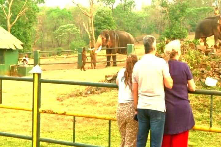 Tourists flock to Theppakadu after Oscar for 'The Elephant Whisperers' (Ld) - Vimarsana News