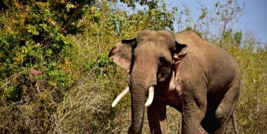 TN forest department monitors rogue elephant Arikomban after releasing in wild - Vimarsana News