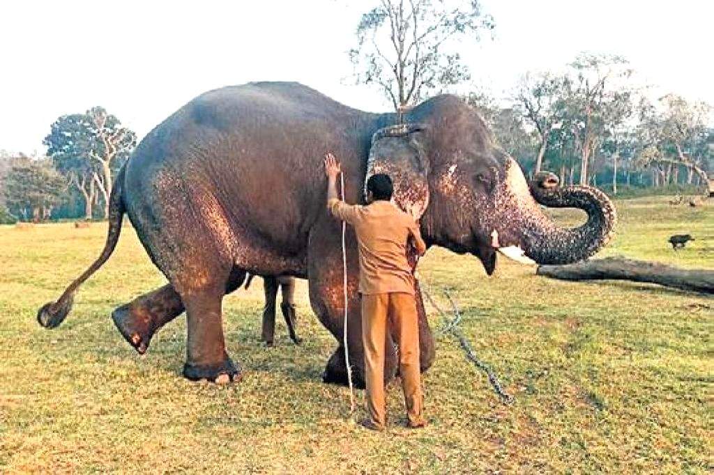 Tusker Shankar who killed 3 people being trained to ward off wild elephants - Vimarsana News