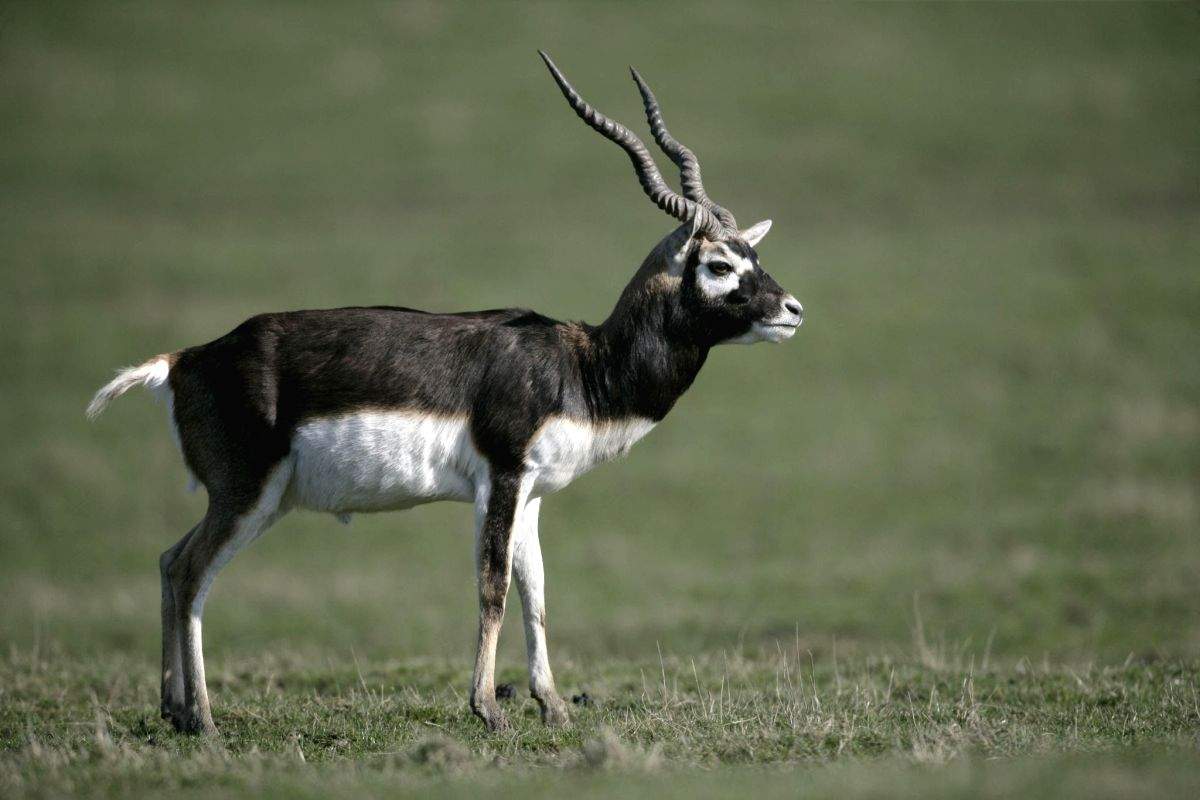 Two arrested for killing, smuggling black buck in Bihar - Vimarsana News