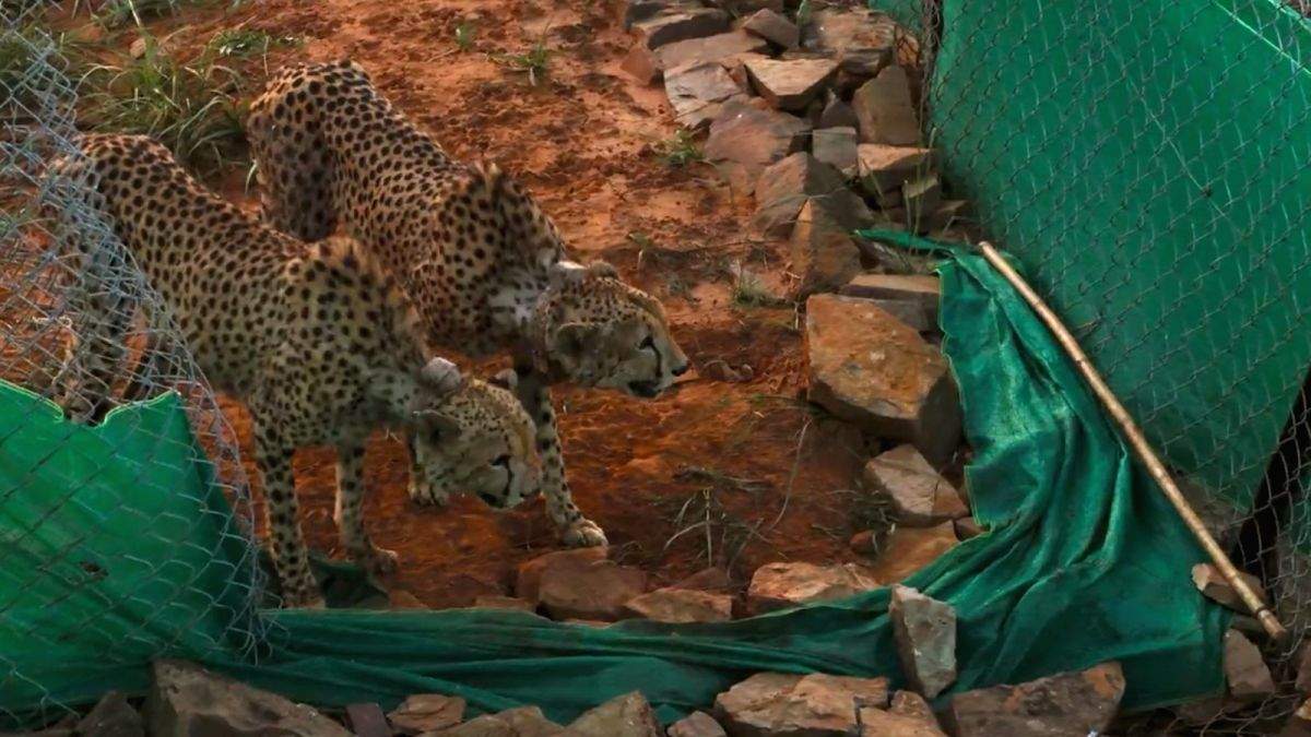 Two cheetahs at MP's Kuno released into larger enclosure, PM Modi shares video - Vimarsana News