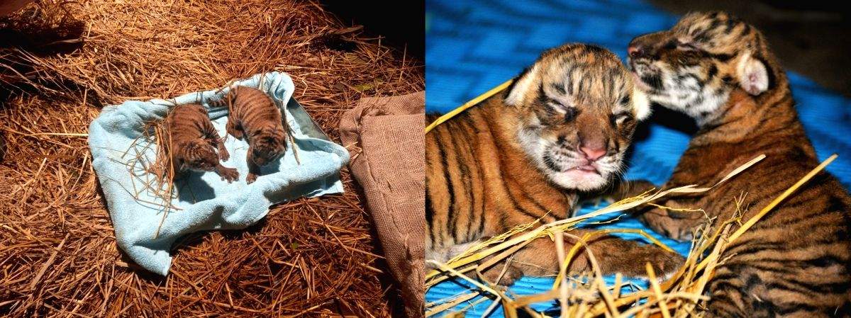 Two Royal Bengal tiger cubs born in Assam state zoo - Vimarsana News
