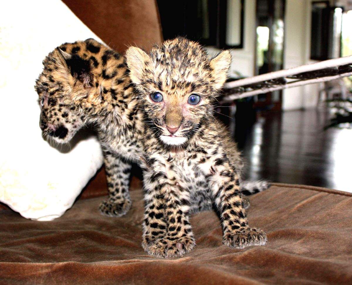 5 leopard cubs found in UP village - Vimarsana News