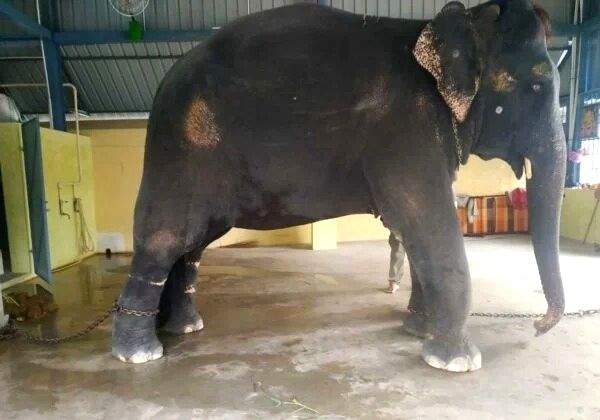 Rebutting TN NGO claims, PETA insists elephant Jeymalyatha was tortured, needs special care - Vimarsana News
