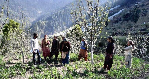 Unlikely victims of Ukraine war: Apple, wheat farmers of Himachal - Vimarsana News
