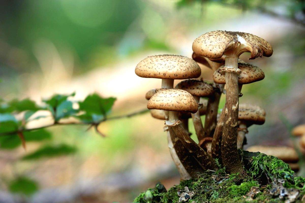 Japan-funded forestry project spawns mushrooms in Himachal - Vimarsana News