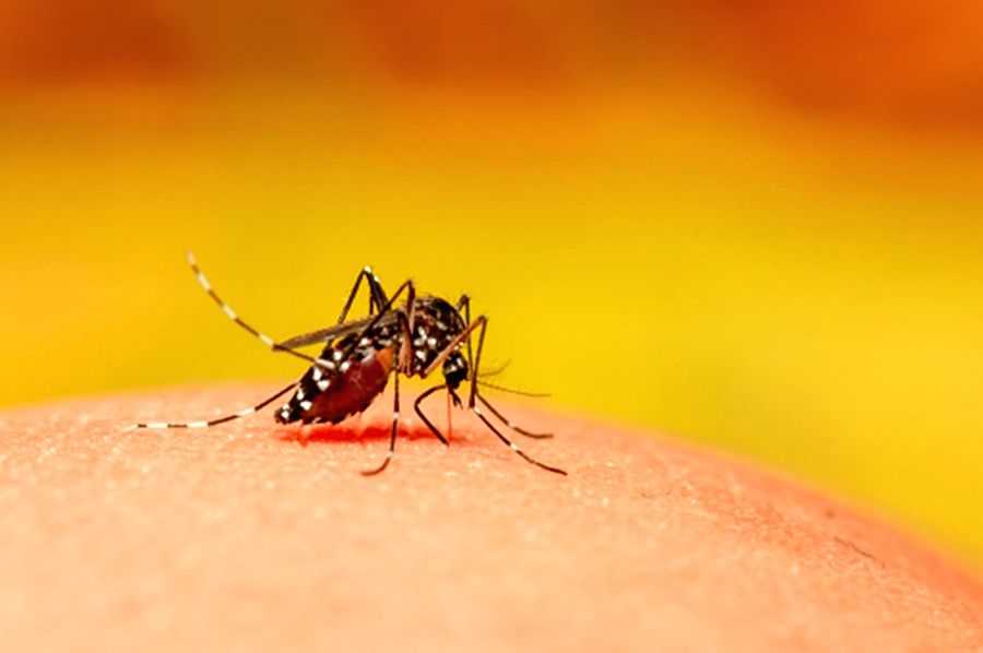 Deadly mosquito-borne virus warning in southern parts of Australia - Vimarsana News